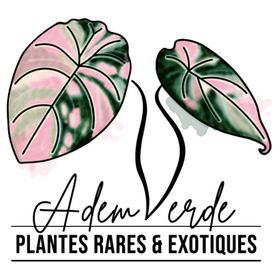 Adem Verde - Rare & Exotic Plants | Canadian Tropical Plants Shop