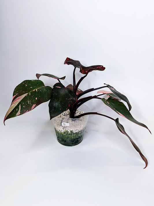 Philodendron Pink Princess Marble King