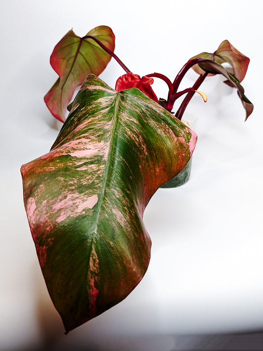 Philodendron Strawberry Shake